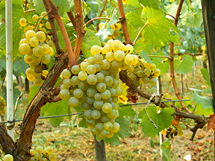 Chardonnay Grape