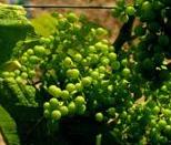 white wine grapes